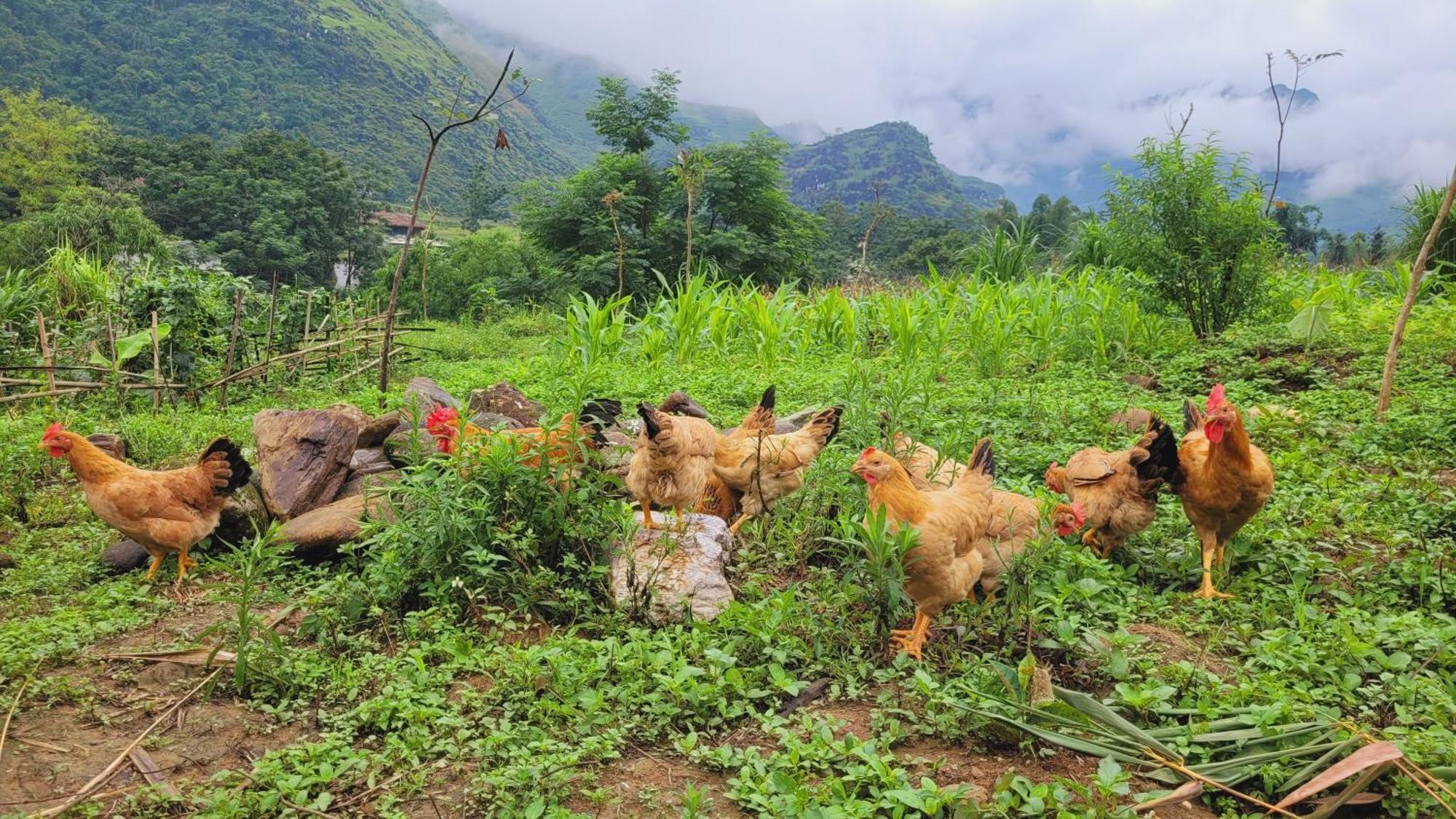 Du Gia View Homestay Làng Cac Værelse billede
